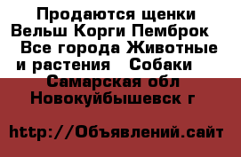 Продаются щенки Вельш Корги Пемброк  - Все города Животные и растения » Собаки   . Самарская обл.,Новокуйбышевск г.